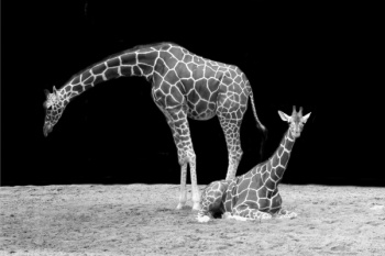 Search the Big 5 | Masai stay Experience | WildLife Safari Drive | Spot Zebras, Gazelles, Buffaloes, Warthogs, Hippos, Rhinos, Elephants, Baboons or other monkey. If you're lucky you'll see pride Lions or a lone Leopard.