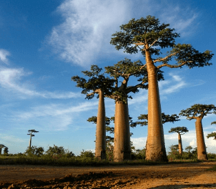 8-day Adventure, Exotic Nocturnal Creatures, weathered Rock formations 