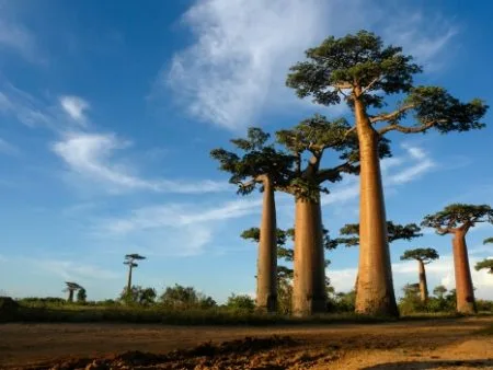 Madagascar | Baobab 