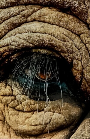 East Africa Gorilla Safari | Rwanda jungle gorillas, Uganda chimpanzees, elephants 