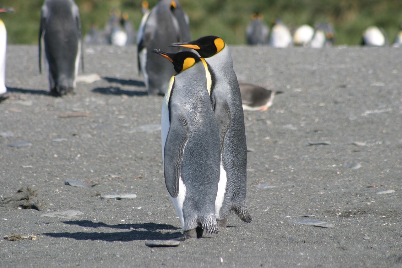 Antarctica Classic in Depth