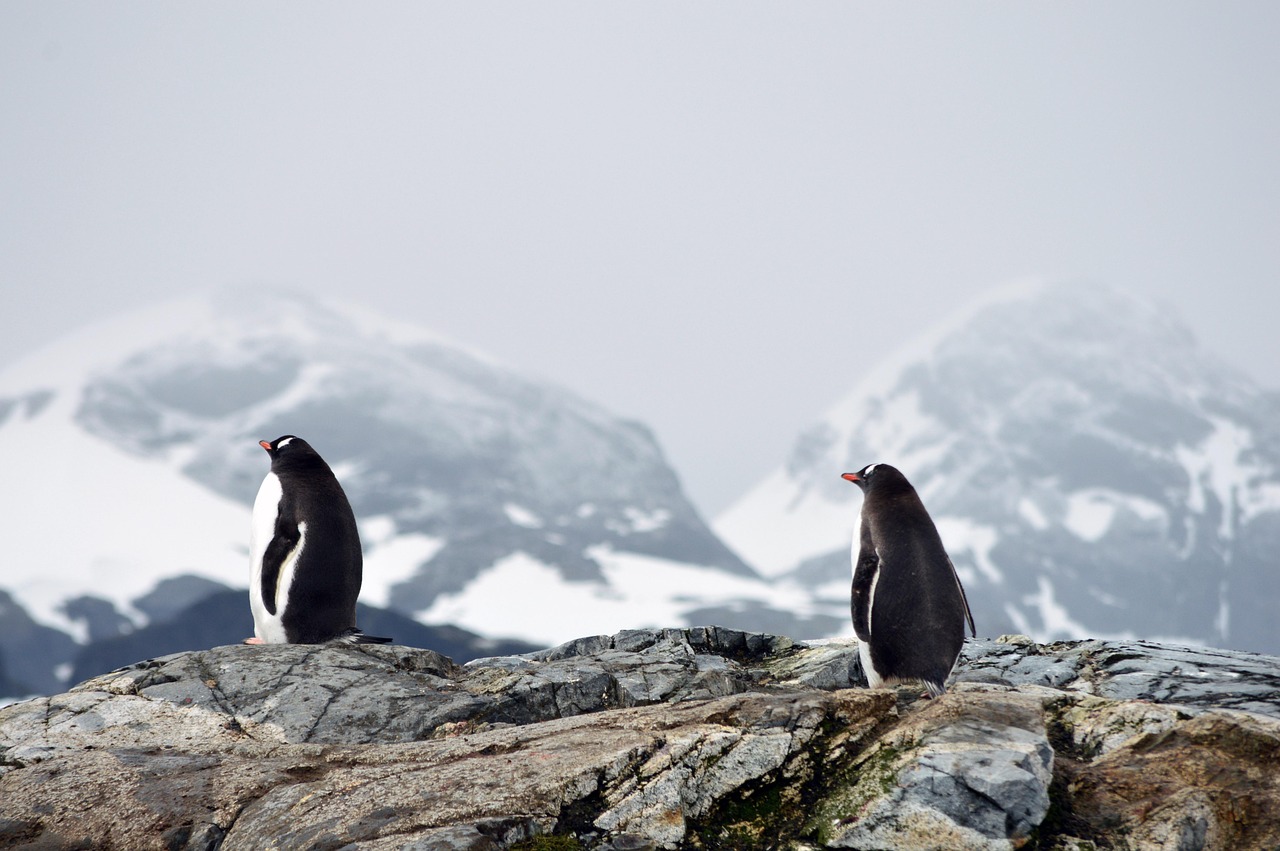 Antarctica Classic in Depth