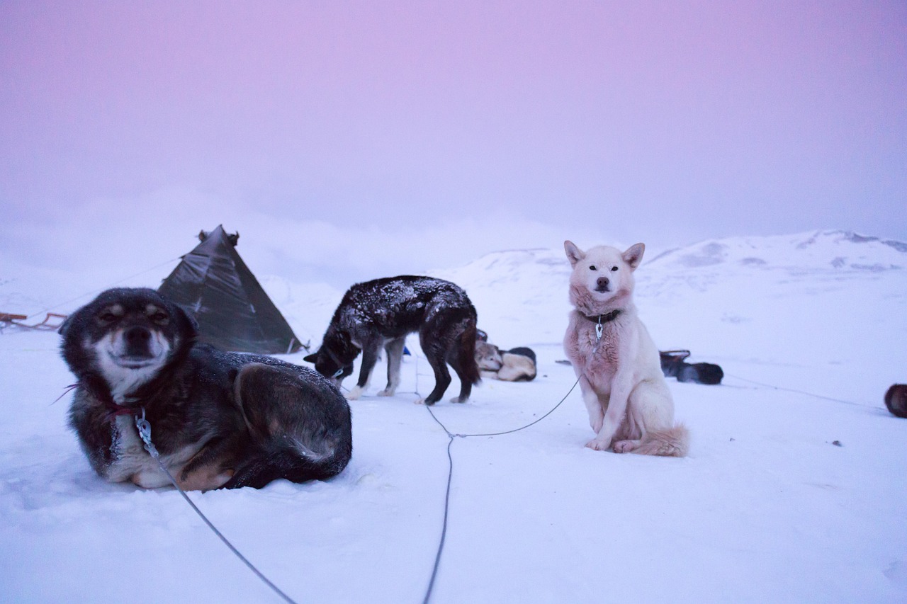 Arctic Adventure Cruise