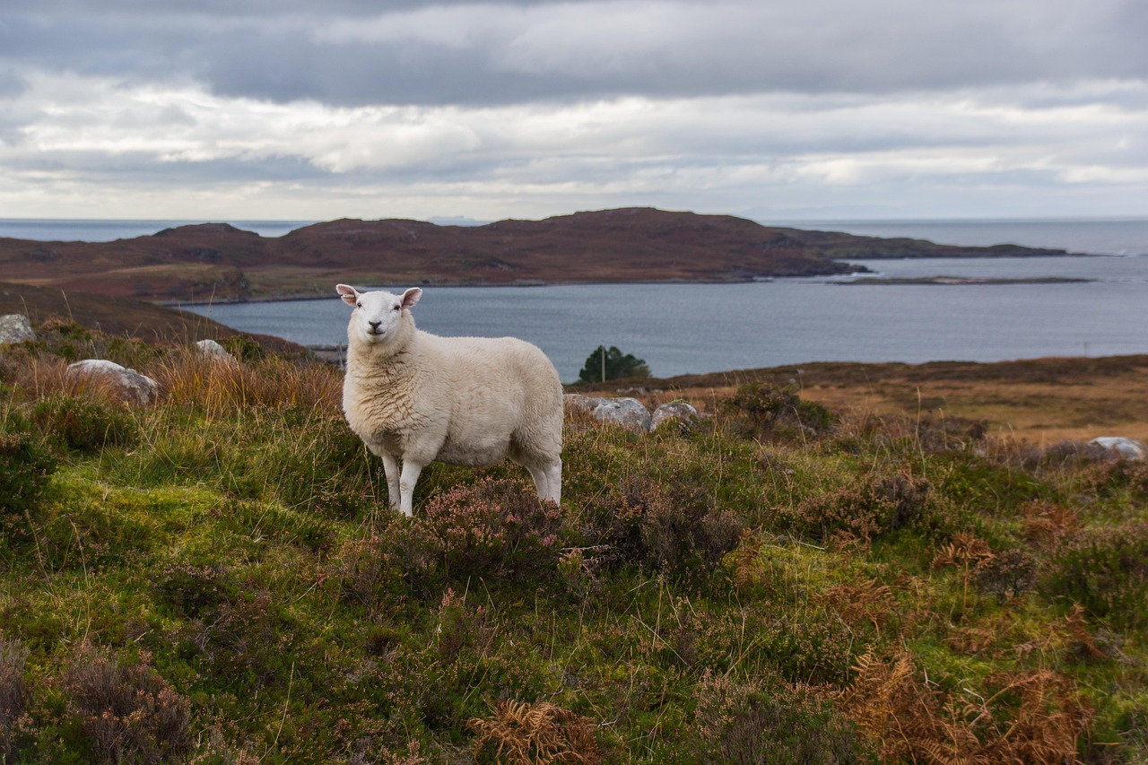 Scotland Islands Cruise