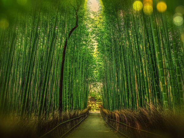 Hybrid Car Hire Kyoto