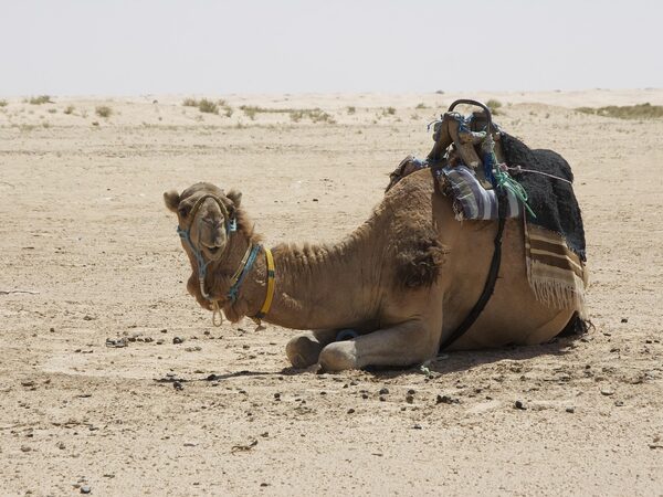 Car Hire Tunisia Africa