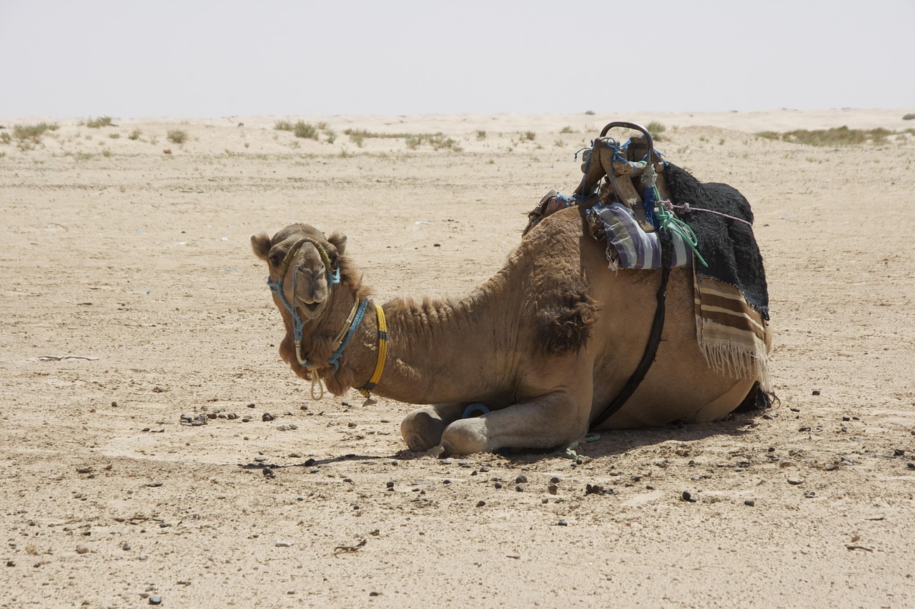 Car Hire Tunisia Africa