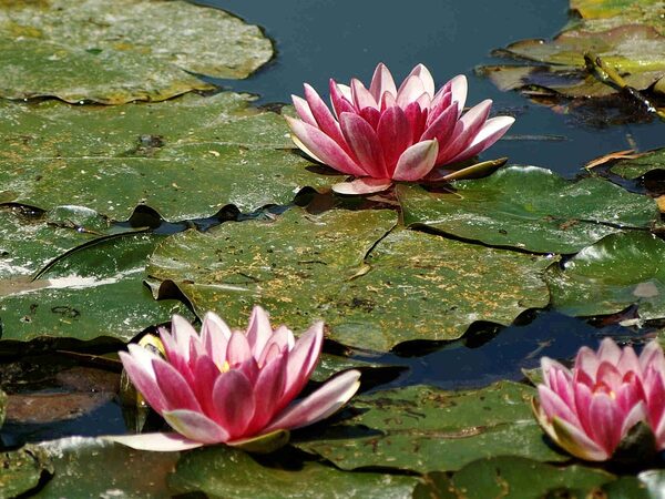 Giverny Monet Gardens Audio Tour